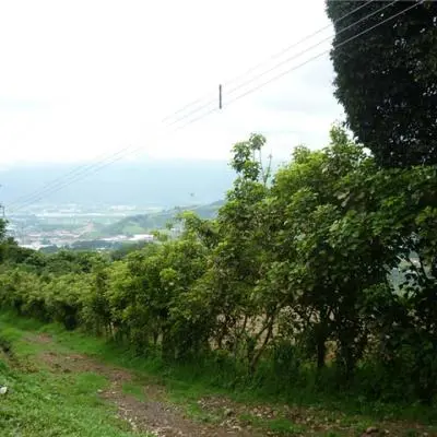 Lindo lote en Ochomogo - Vista principal