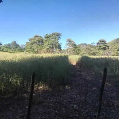 Venta de lote de 52050 m2 en Lajas de Matapalo, Santa Cruz - Foto 5 de 8